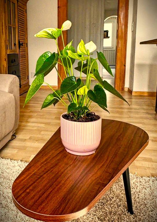 foto16