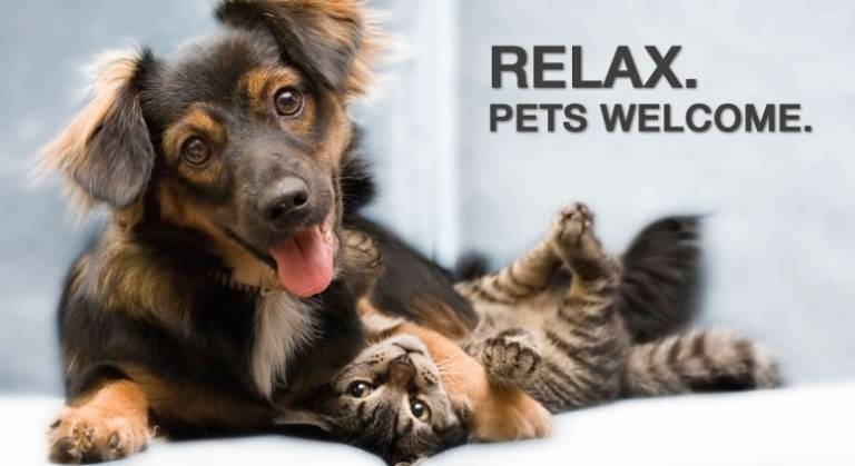 Nice rental apartment | Pets allowed — photo 4