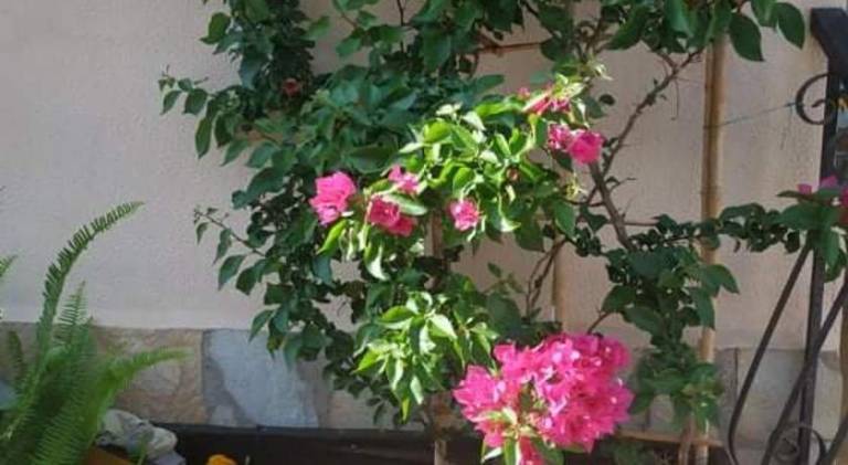 foto44