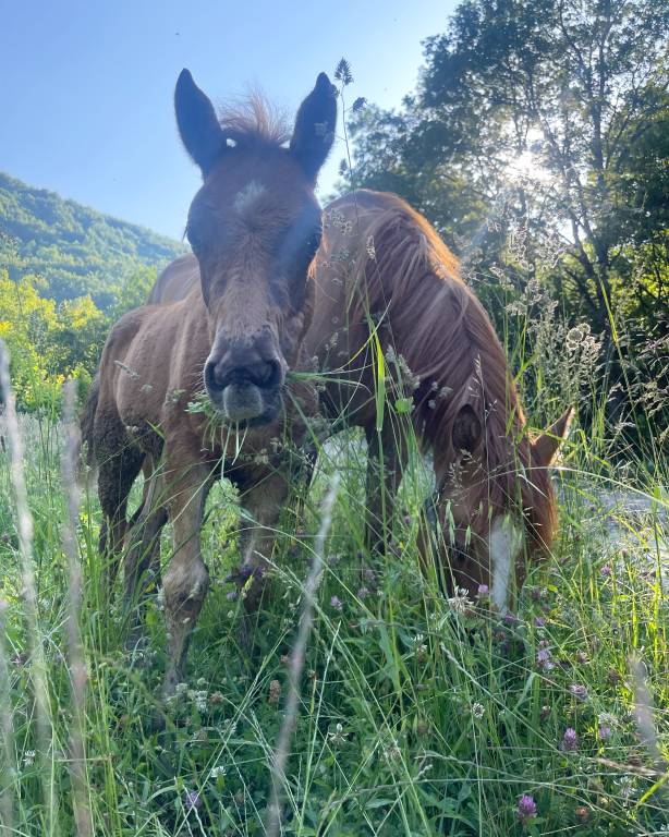 Agriturismo Cà Gabrielli: Camera "Tre Fragole" — photo 5