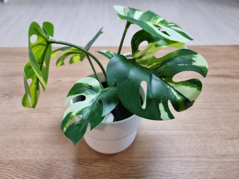 foto45
