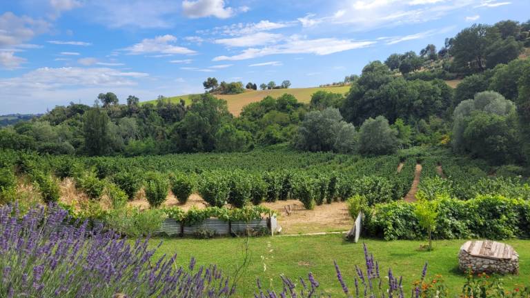 Agriturismo La Nocciolaia: Suite — photo 2