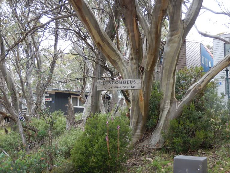 House Mount Buller