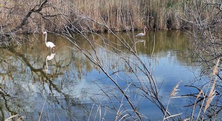 De l'eau et des oiseaux ! — photo 5