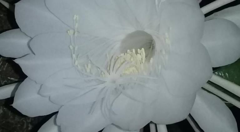 foto42