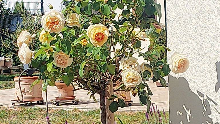 foto38