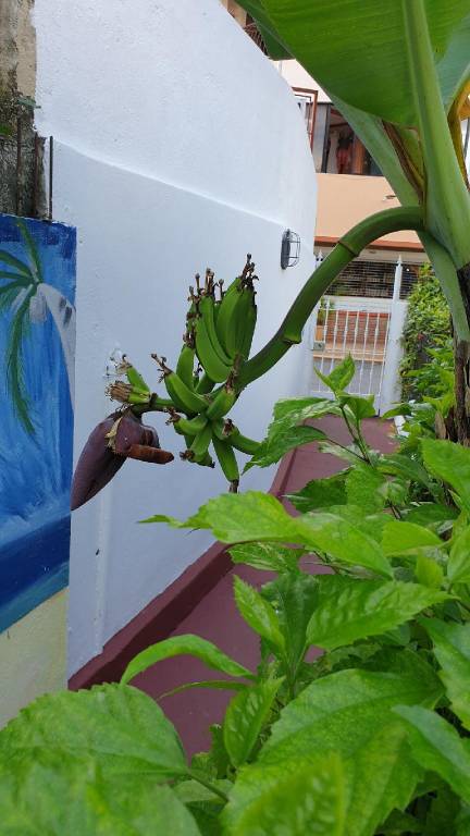 Casa Dominicus