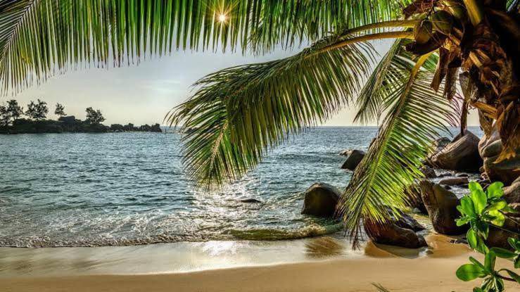 Calangute Beach Palms in Baga