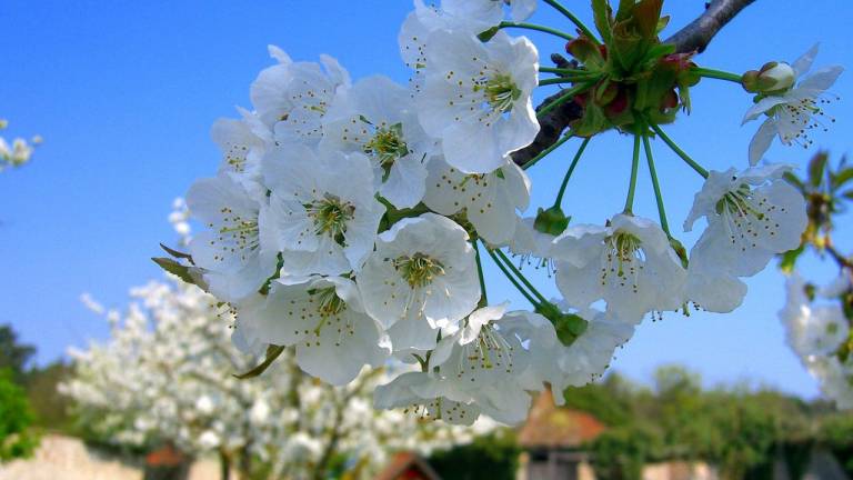 Ferienwohnung Volkach