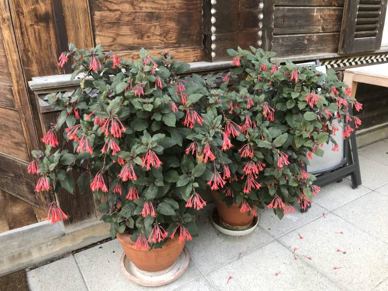 foto40