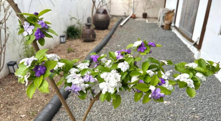 foto41