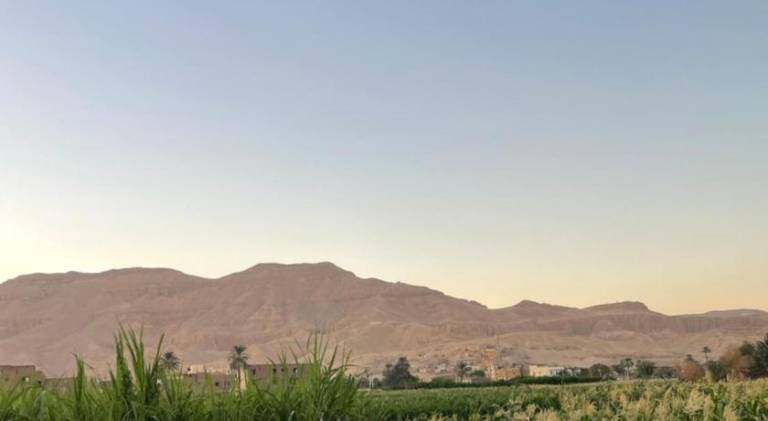 Habu flower in Luxor