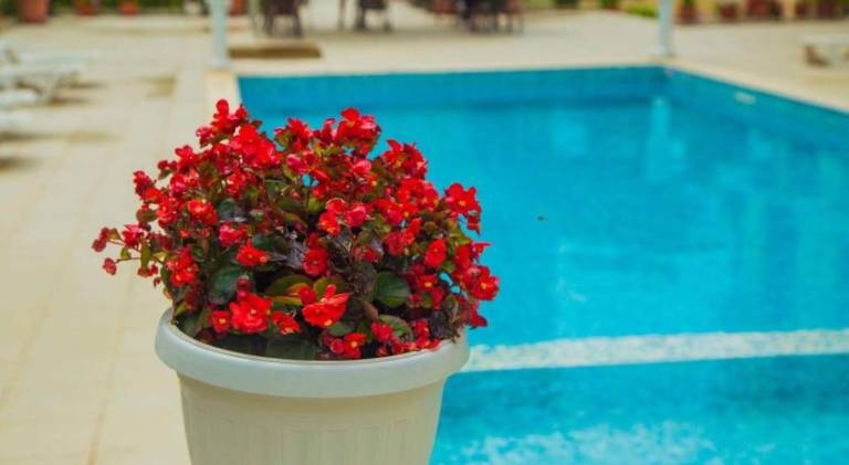 Rental apartment with private pool | Beach nearby | Pets are welcome in Sveti Vlas