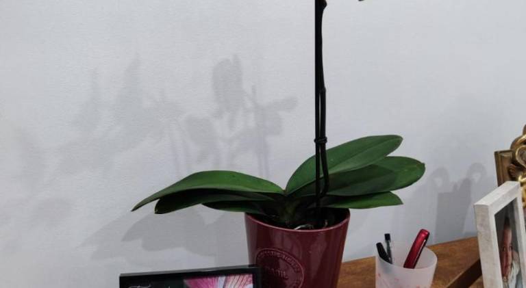 foto19
