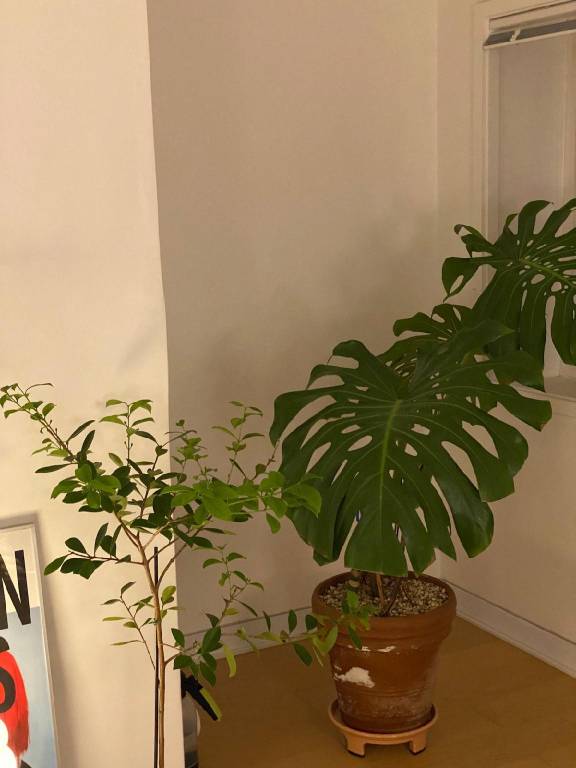 foto41
