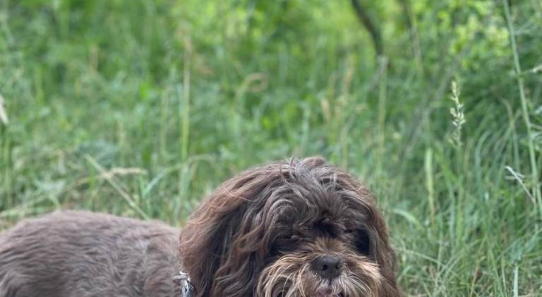 Vacation home | Pets are welcome — photo 5