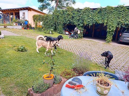 foto19