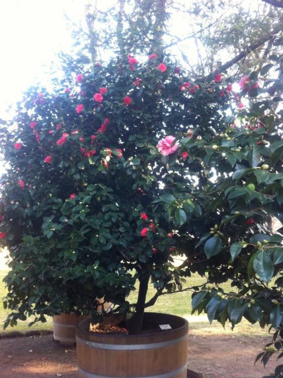 foto32