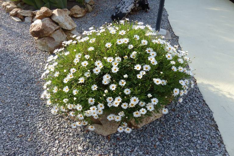 foto35