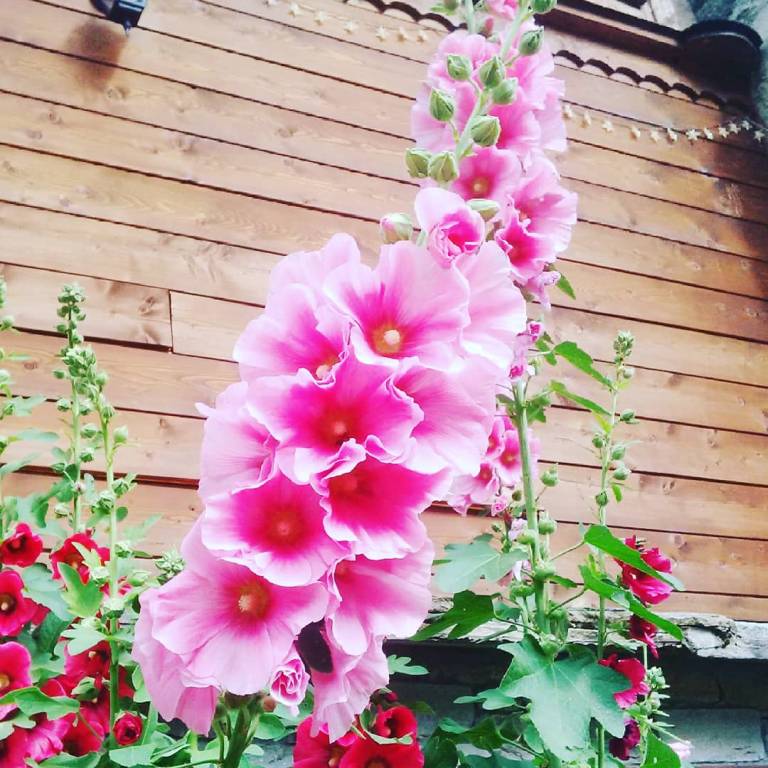 Chalet with garden | Nature view | Pets are welcome — photo 4