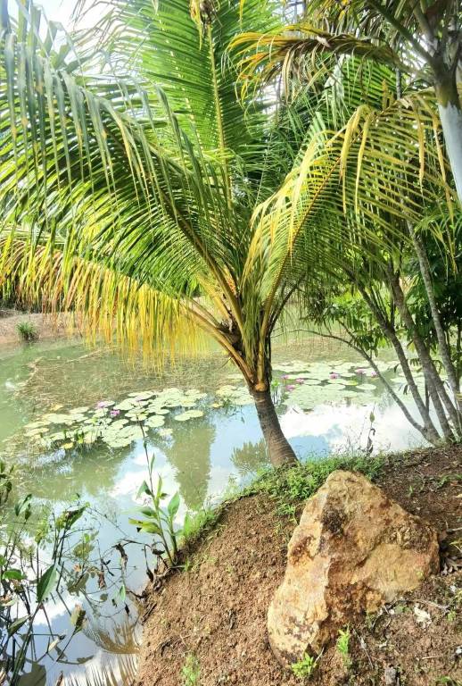 Wangnamkhao Resort — photo 4
