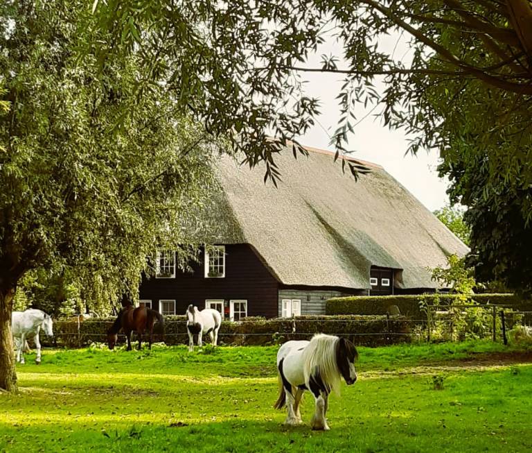 ZE1441 Ferienhaus im IJzendijke