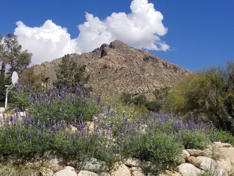 House Oro Valley