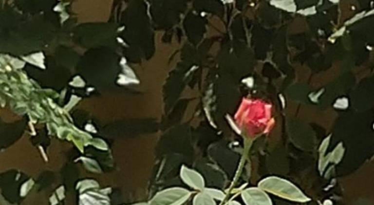 foto49
