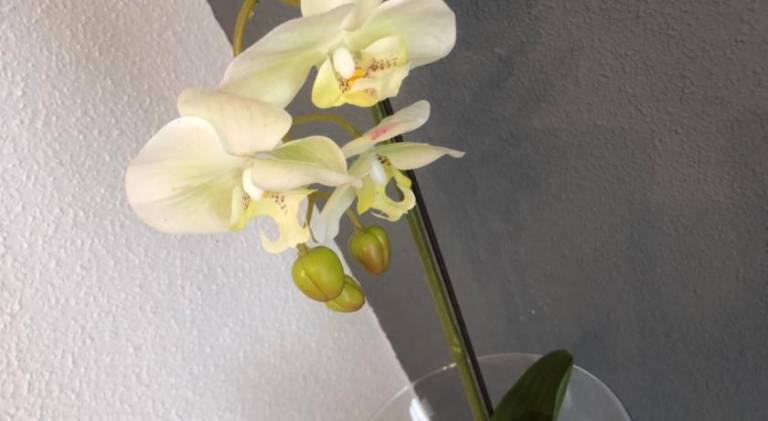 foto42
