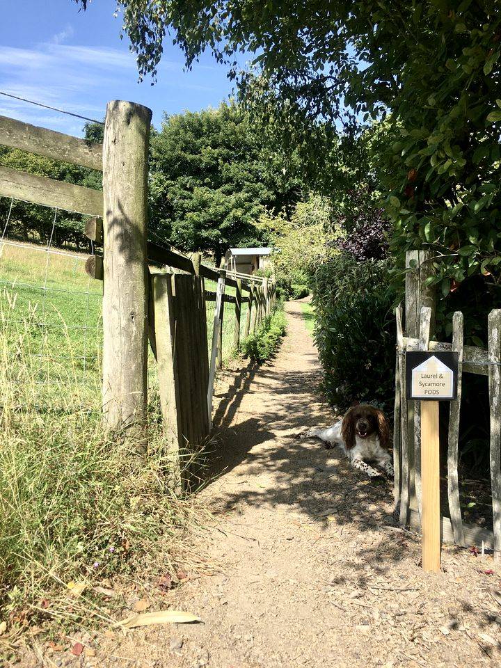 Pet-Friendly Camping Pod for Two on a 20-Acre Smallholding in Powys, Wales — photo 5
