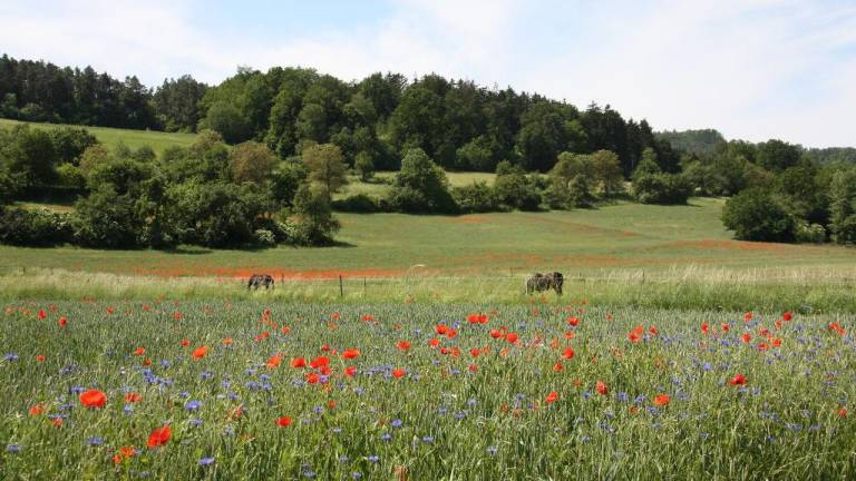 Ferienwohnung Bad Staffelstein