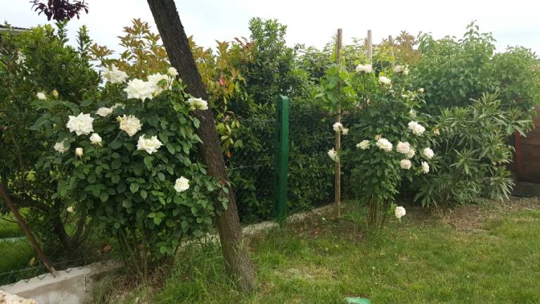 foto21