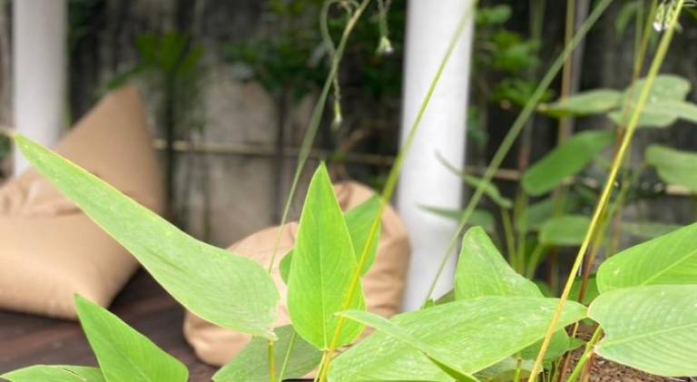 Baan in kan homestay&cafe kanchanaburi city — photo 4