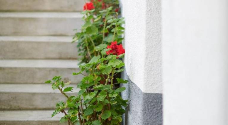 Apartma  Kobilja Glava