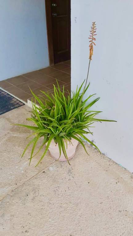 foto43