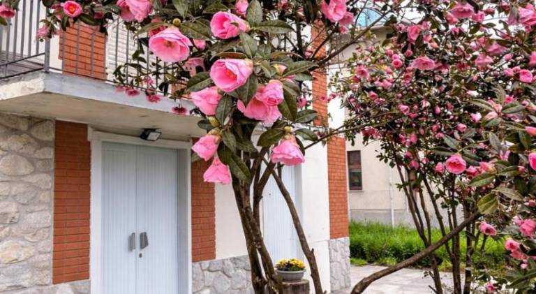 Rental apartment with terrace & yard | Suitable for remote work | Pets are welcome in Novara
