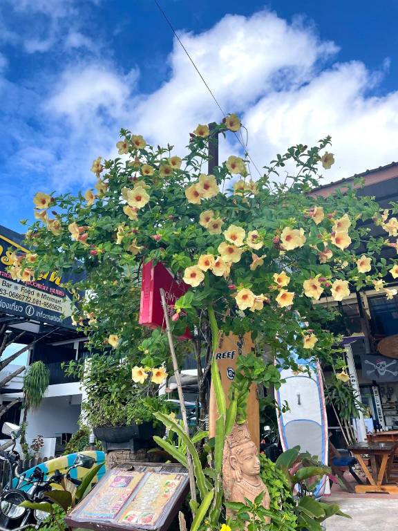 Pirates Terrace — photo 5