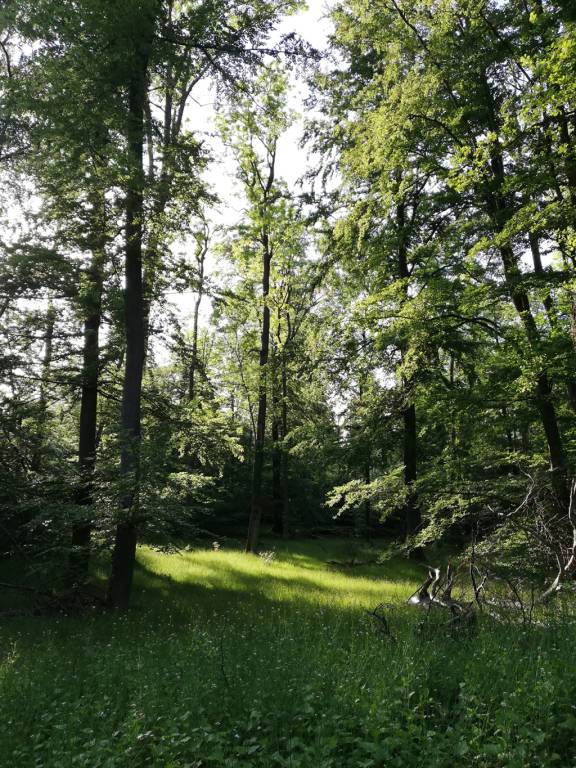 foto40