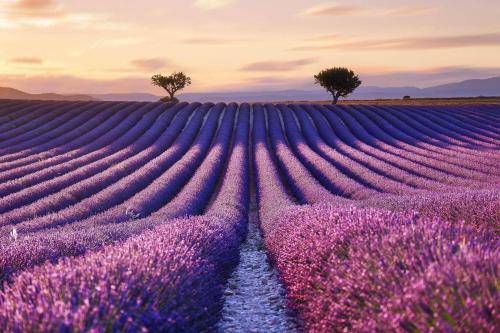 Maison de vacances  Valensole