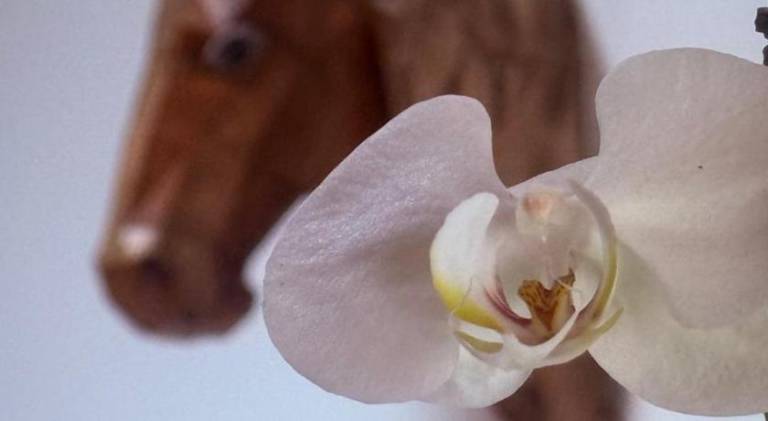 foto8
