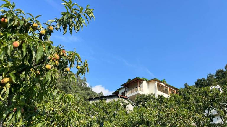 Peach Farmstay — photo 5