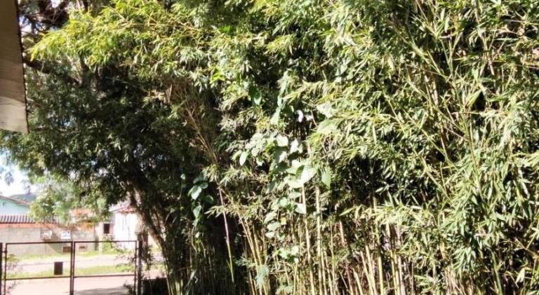 Estudio Bambuzal no Centro in Paraiso