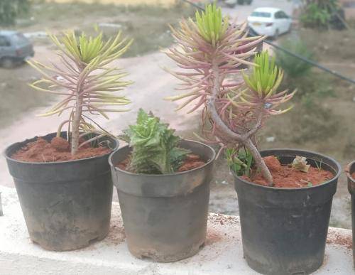 foto13