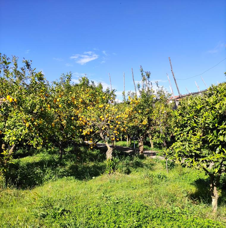 foto43