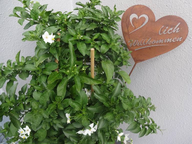 foto20