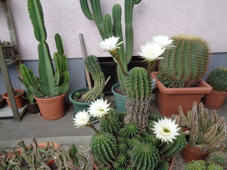 foto15