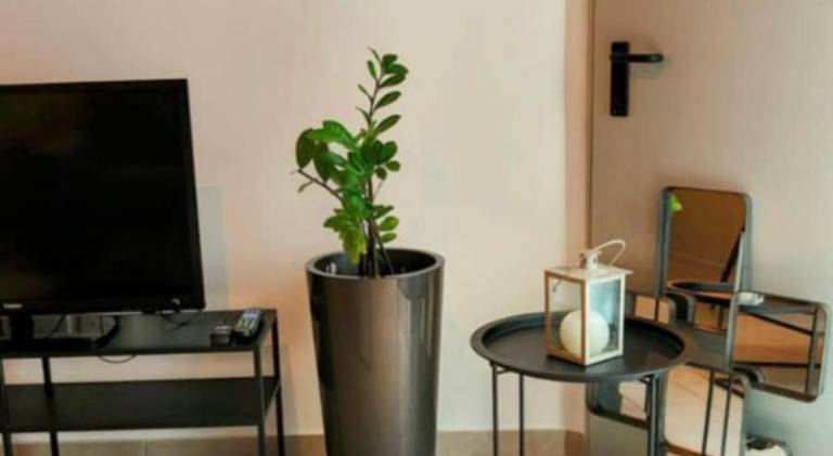 Holiday apartment | Pets are welcome — photo 5