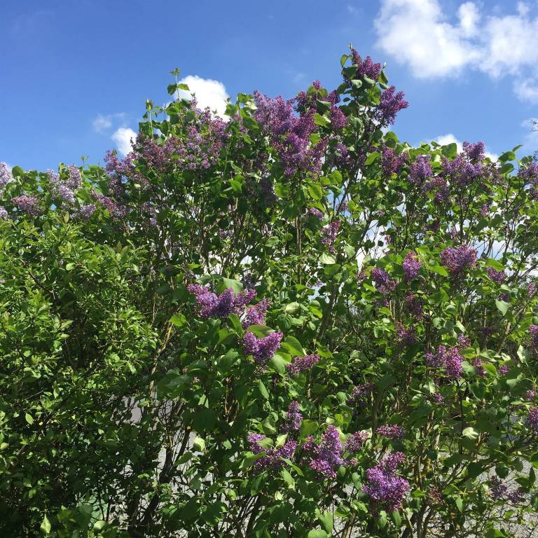 foto41