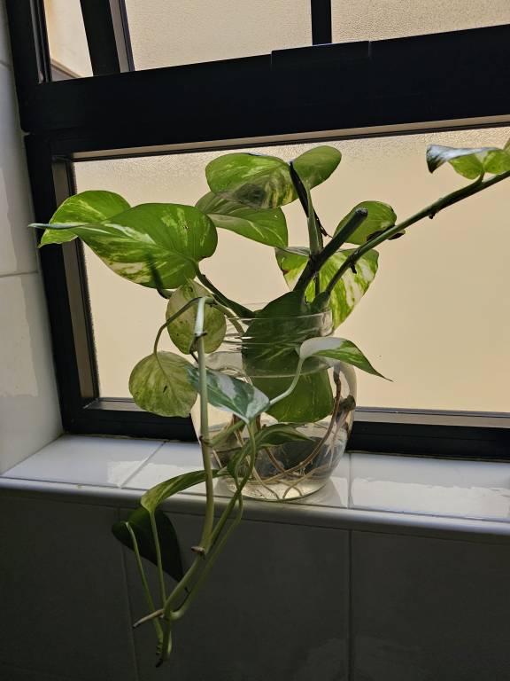 foto7