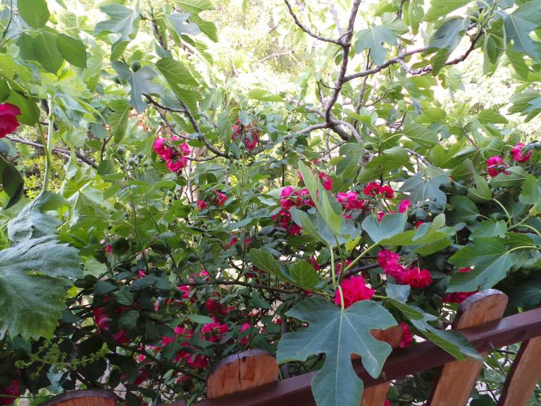 Studio with BBQ, yard & terrace | Beach nearby | Pet-friendly — photo 4